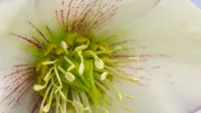 Helleborus ‘Picotee’