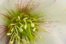 Helleborus ‘Picotee’