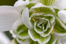 Galanthus nivalis ‘Flore Pleno’