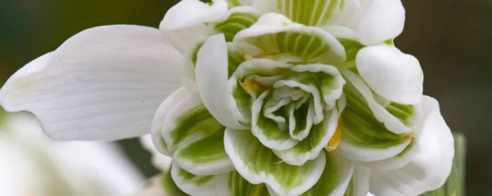 Afbeelding Galanthus nivalis ‘Flore Pleno’