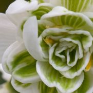 Galanthus nivalis ‘Flore Pleno’