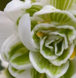 Galanthus nivalis ‘Flore Pleno’