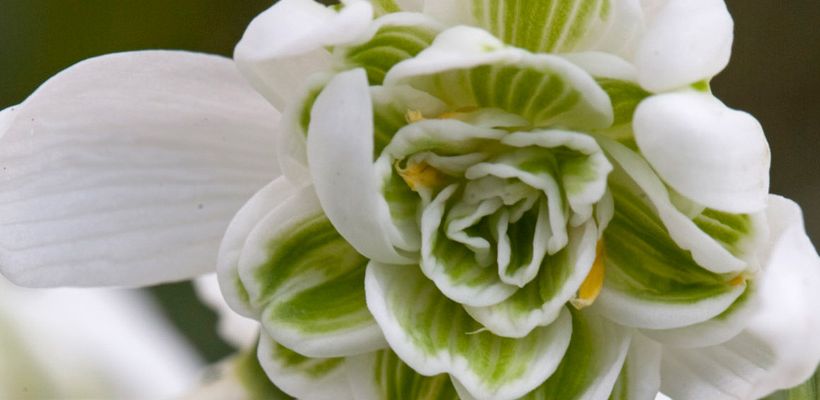 Galanthus nivalis ‘Flore Pleno’
