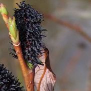 Salix gracilistyla ‘Melanostachys’