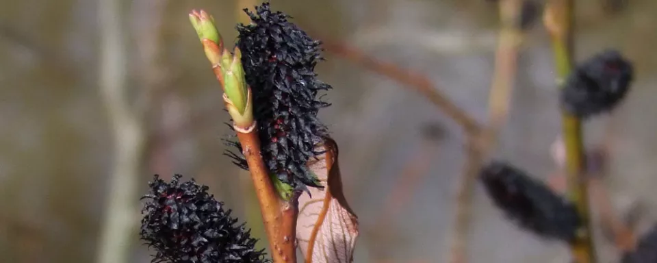 Afbeelding Salix gracilistyla ‘Melanostachys’