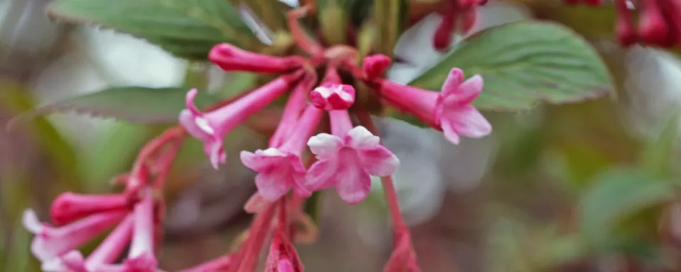Afbeelding Viburnum bodnantense ‘Charles Lamont’