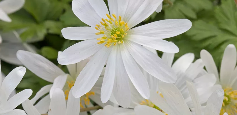 Anemone blanda ‘White Splendour’