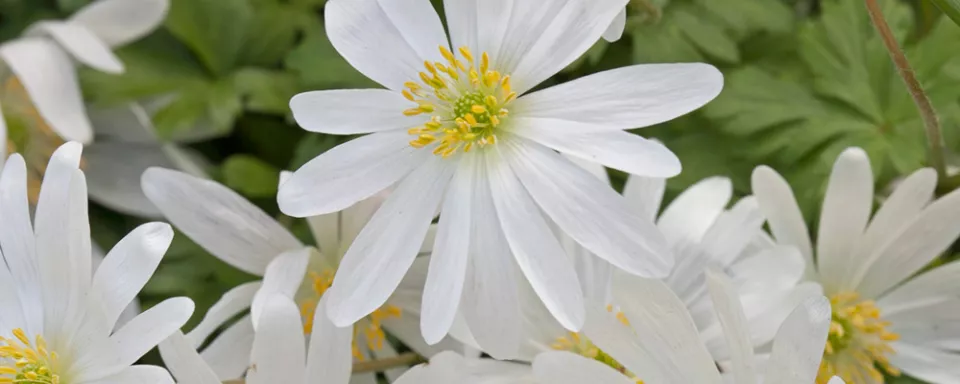 Afbeelding Anemone blanda ‘White Splendour’