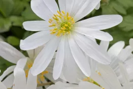 Anemone blanda ‘White Splendour’