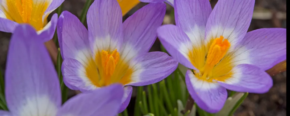 Afbeelding Crocus sieberi ‘Tricolor’