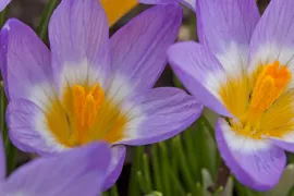 Crocus sieberi ‘Tricolor’