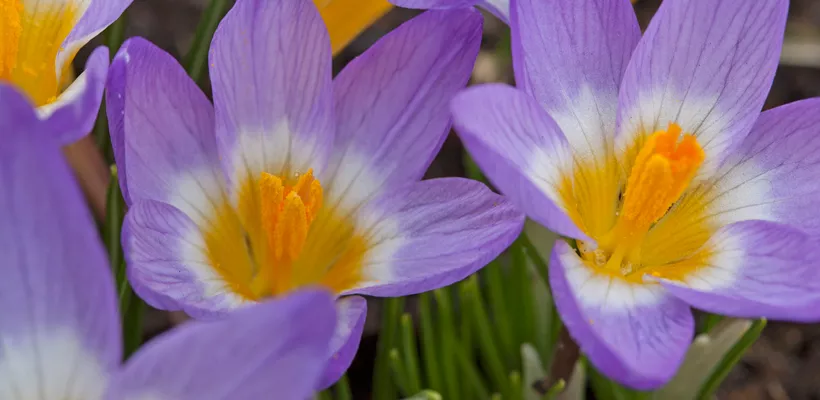 Crocus sieberi ‘Tricolor’