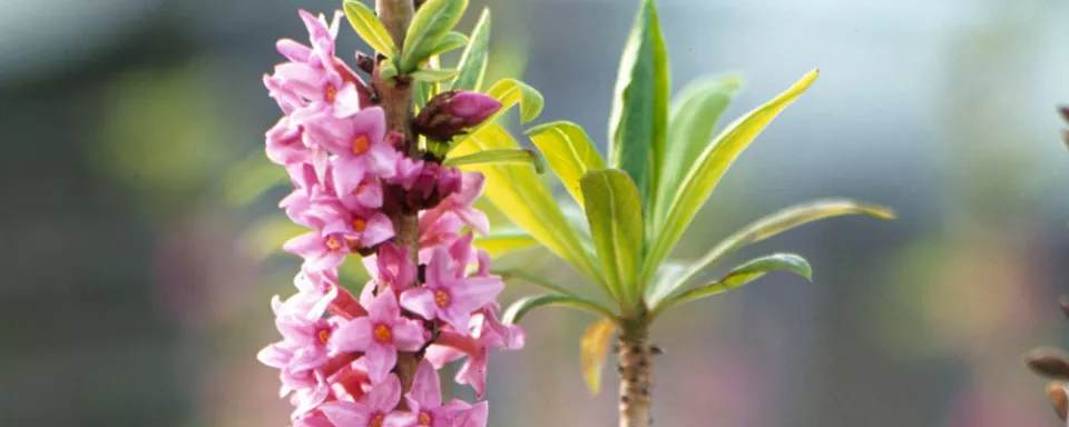 Afbeelding Daphne mezereum