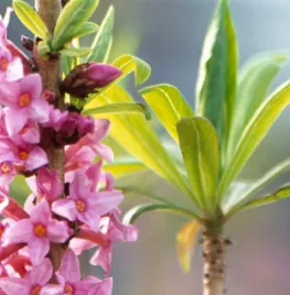 Daphne mezereum