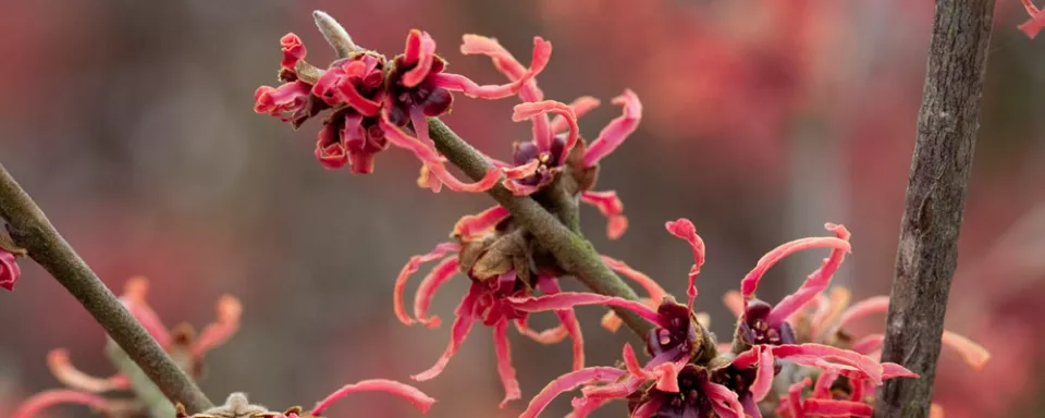 Afbeelding Hamamelis x intermedia ‘Ruby Glow’