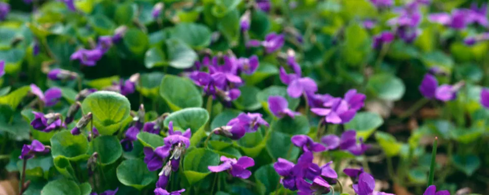 Afbeelding Viola odorata