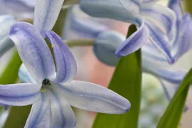 Hyacinthus orientalis ‘Blue Festival’(multiflora)