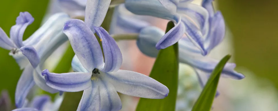 Afbeelding Hyacinthus orientalis ‘Blue Festival’(multiflora)
