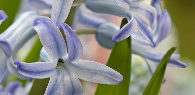 Hyacinthus orientalis ‘Blue Festival’(multiflora)