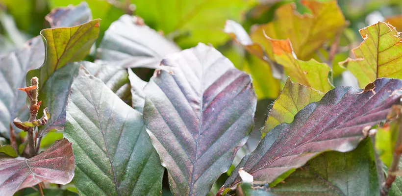 Fagus sylvatica ‘Atropunicea’