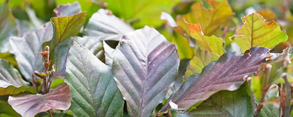 Afbeelding Fagus sylvatica ‘Atropunicea’
