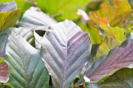 Fagus sylvatica ‘Atropunicea’