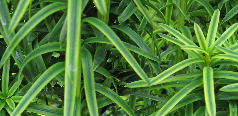 Taxus baccata ‘David’