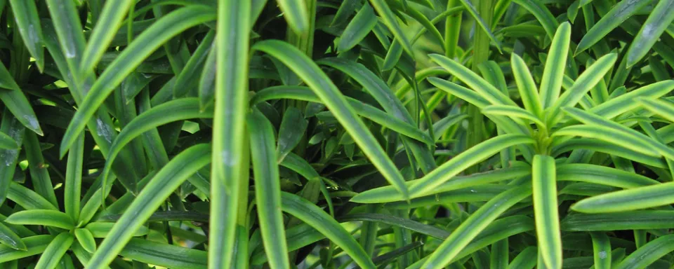 Afbeelding Taxus baccata ‘David’