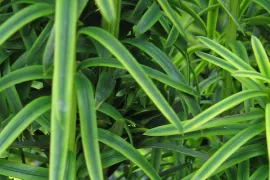 Taxus baccata ‘David’