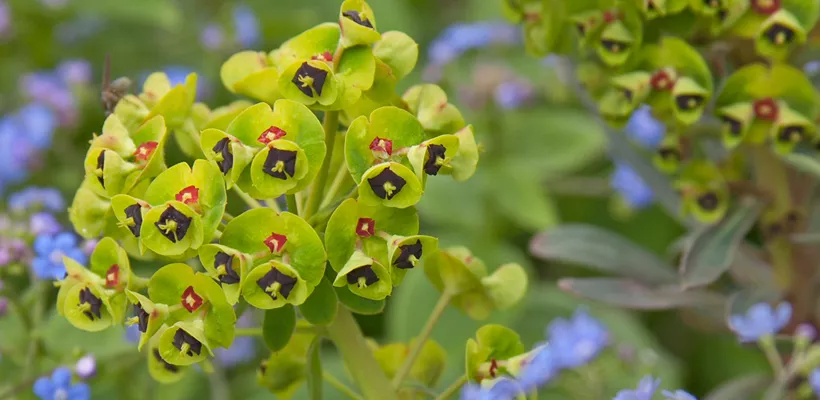Euphorbia characias ‘Humpty Dumpty’