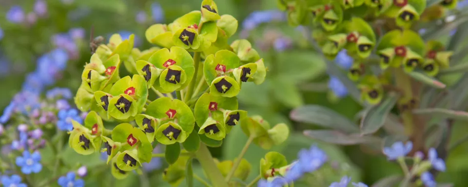 Afbeelding Euphorbia characias ‘Humpty Dumpty’