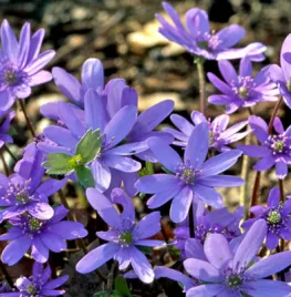 Hepatica transsylvanica