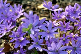 Hepatica transsylvanica