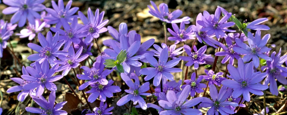 Afbeelding Hepatica transsylvanica