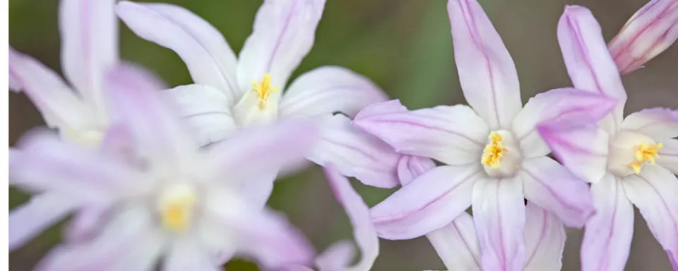 Afbeelding Chionodoxa forbesii ‘Pink Giant’