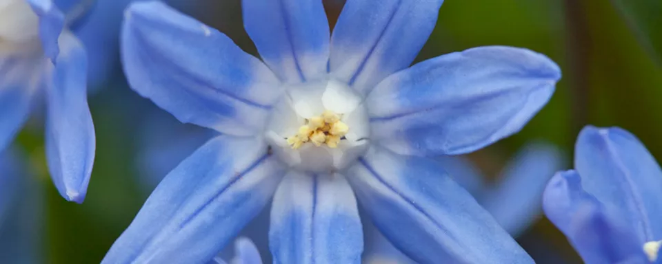 Afbeelding Chionodoxa sardensis