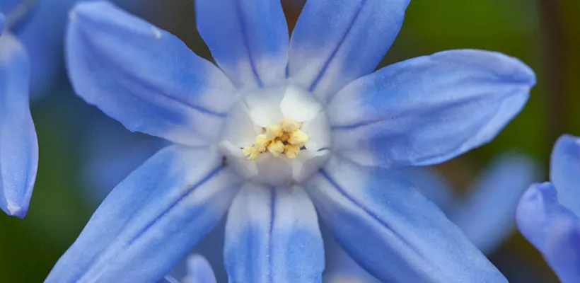 Chionodoxa sardensis