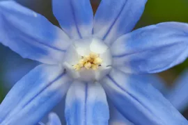 Chionodoxa sardensis