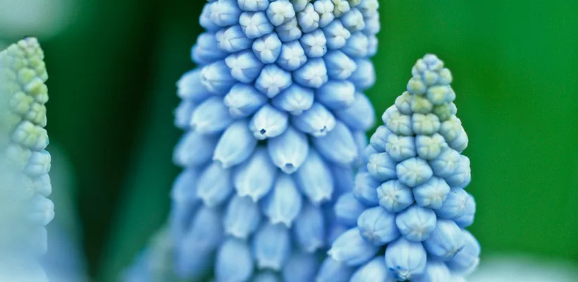 Muscari armeniacum ‘Valerie Finnis’