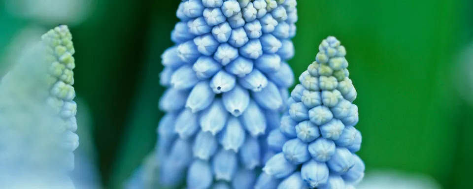 Afbeelding Muscari armeniacum ‘Valerie Finnis’
