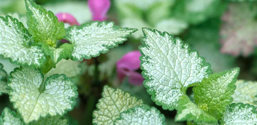 Lamium maculatum ‘Beacon Silver’