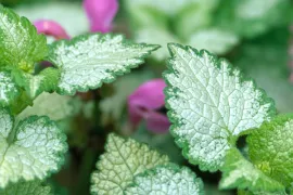 Lamium maculatum ‘Beacon Silver’