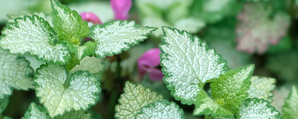 Afbeelding Lamium maculatum ‘Beacon Silver’