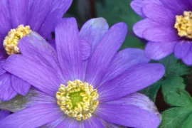 Anemone blanda