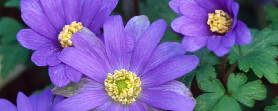 Afbeelding Anemone blanda