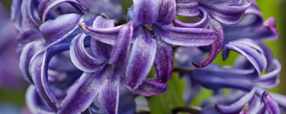 Afbeelding Hyacinthus orientalis ‘Blue Jacket’