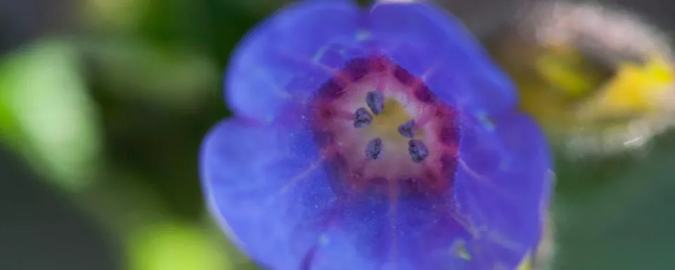 Afbeelding Pulmonaria ‘Blue Ensign’
