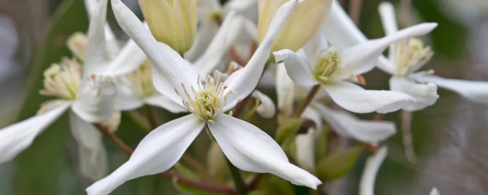 Afbeelding Clematis armandii
