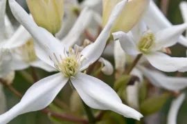Clematis armandii