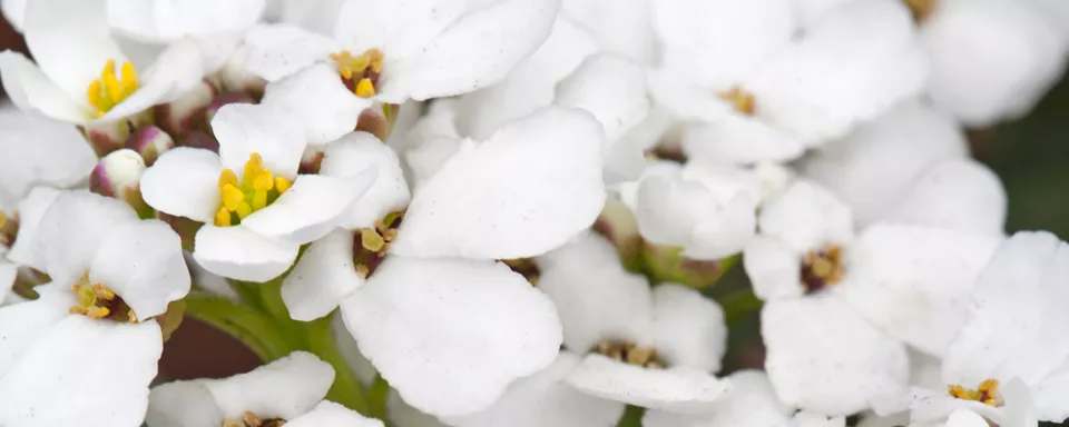 Afbeelding Arabis caucasica ‘Snowcap’
